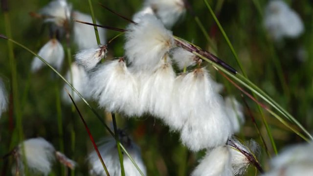 Naturschauspiel - Wollgrasbl&uuml;te in der L&uuml;neburger Heide