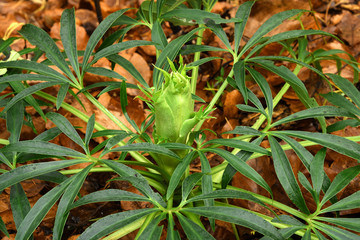 Fototapeta premium Nieswurz; Stinkende Nieswurz; Helleborus foetidus; setterwort;