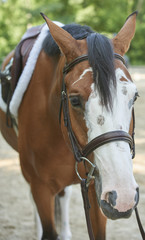 Obraz premium Hunter/Jumper Classic