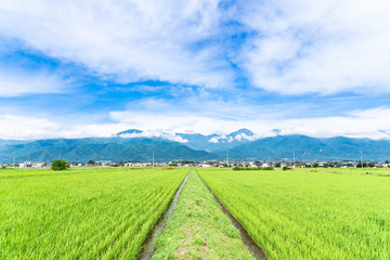 Fototapeta na wymiar 夏の信州　安曇野の田園風景