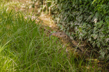 Lizard walk in the green field background