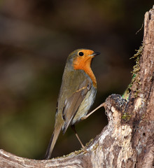 Rotkehlchen; Erithacus rubecula; rubin; redbreast;
