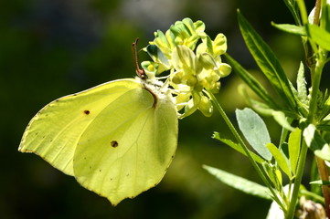 gonepteryx butterfly on a flower