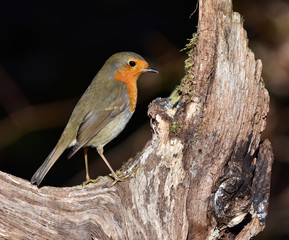 Rotkehlchen; Erithacus rubecula; rubin; redbreast;