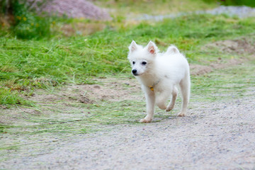 Dog is walking on the road-Japanese Spitz