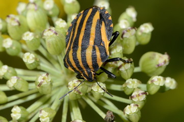 striped forest bug on a flower