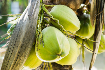 Close up coconut bunch in the garden on the coconut tree.