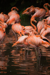 Flock of flamingos in shallow water