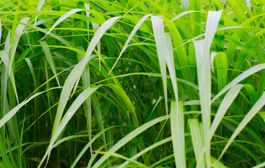 Obraz premium Leaves of dense and lush vegetation.