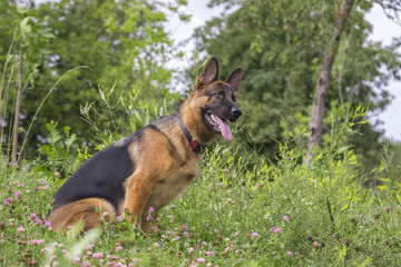 German shepherd play in the summer park