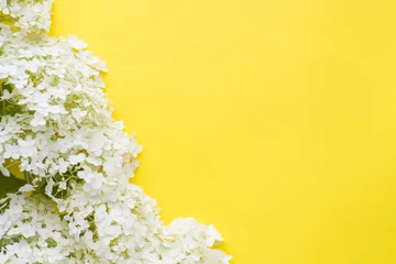 Fototapeten Flower of white hydrangea on a yellow background. Summer concept. Flat position, top view, copy space. © Elenglush