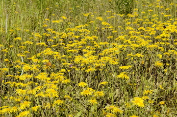 Obraz premium glade of blooming yellow daisies
