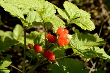 red berries, wood sorrel in the forest