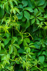 Background of green leaves of wild grapes