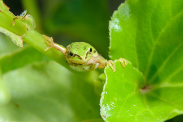 ニホンアマガエル