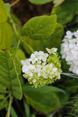 hydrangea Bud close-up