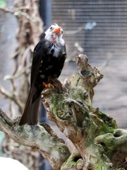 oiseau