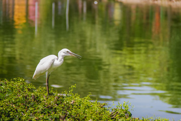 White bird is looking for food