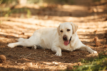 cute dog breed Labrador Retriever on a walk in the woods lies