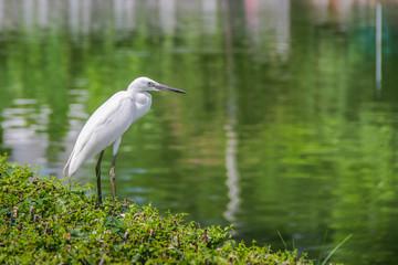 White bird is looking for food