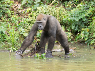 Gorilla in Gabon Endangered eastern gorilla in the beauty of african jungle (Gorilla gorilla)