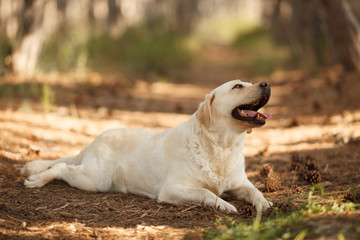 cute dog breed Labrador Retriever on a walk in the woods lies