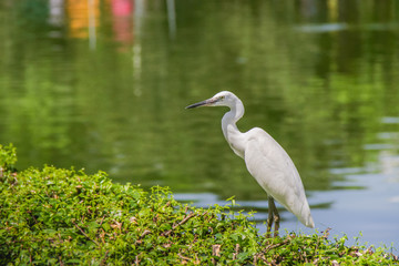 White bird is looking for food