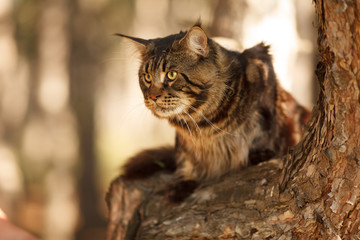 beautiful Maine Coon cat in the forest on a tree