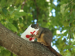 Squirrel learns how to use styrofoam wisely.