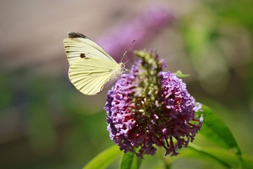 White and yellow butterfly, Pieris rapae, with black dot, sitting on purple flower of Buddleja davidii, favorite butterfly bush, sunny summer day, blurry background