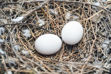 bird nest white pigeon dove eggs lay on the nest