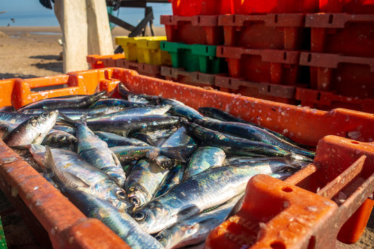 Fischfang, Kisten mit Heringen