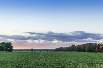 Fototapeta na wymiar A soybean field at sunset with purple and pink clouds and blue sky with trees on the horizon.