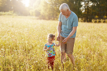 Shot of grey haired male strolls across grassland with his granddaughter, pick up wildflowers, enjoy beautiful sunshine. Elderly tall grandfather keeps hand of small female child, pose outdoor