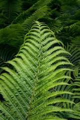 Fern color