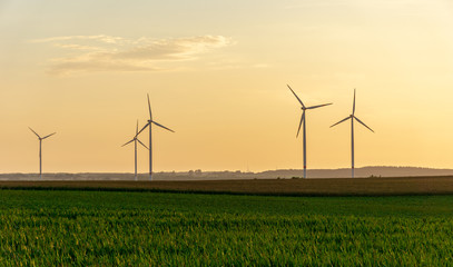 wind turbines or windmills at a cornfield - sunset scene 