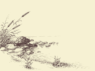 Nature scene hand drawing. Tortoise on river shore