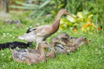 flock of indian runner ducks in the garden