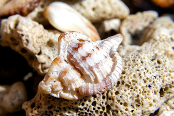 Macro shot of colorful seashells