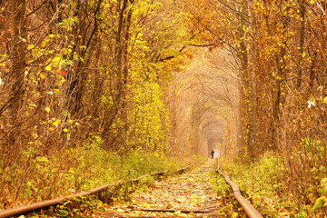 Fall autumn tunnel of love in Klevan Ukraine.