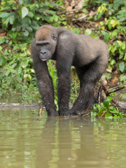 Gorilla in Gabon Endangered eastern gorilla in the beauty of african jungle (Gorilla gorilla)