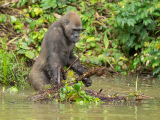 Gorilla in Gabon Endangered eastern gorilla in the beauty of african jungle (Gorilla gorilla)