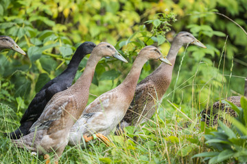 flock of indian runner ducks in the garden