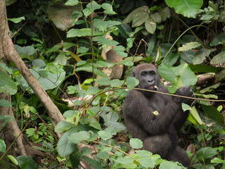 Gorilla in Gabon Endangered eastern gorilla in the beauty of african jungle (Gorilla gorilla)