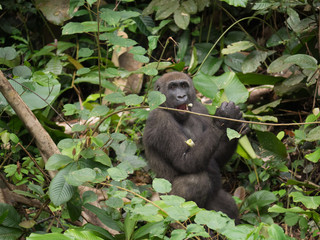 Gorilla in Gabon Endangered eastern gorilla in the beauty of african jungle (Gorilla gorilla)