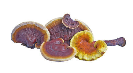 set of ganoderma lucidum isolated on white background