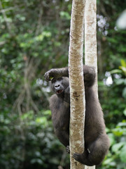 Gorilla in Gabon Endangered eastern gorilla in the beauty of african jungle (Gorilla gorilla)