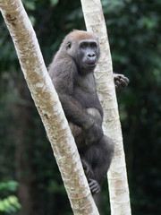 Gorilla in Gabon Endangered eastern gorilla in the beauty of african jungle (Gorilla gorilla)