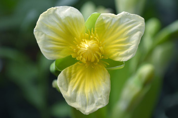 Yellow velvetleaf flower, Limnocharis sp., from Central of Thailand