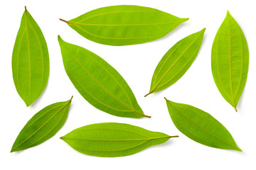 fresh cinnamon leaves isolated on the white background, top view